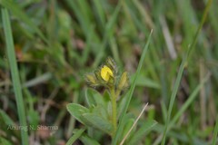 Crotalaria umbellata